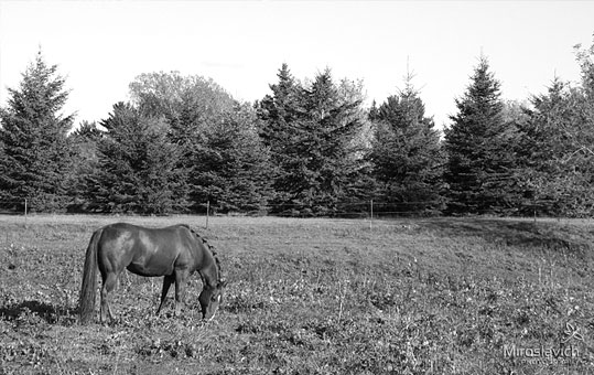 Horse Riding Lessons